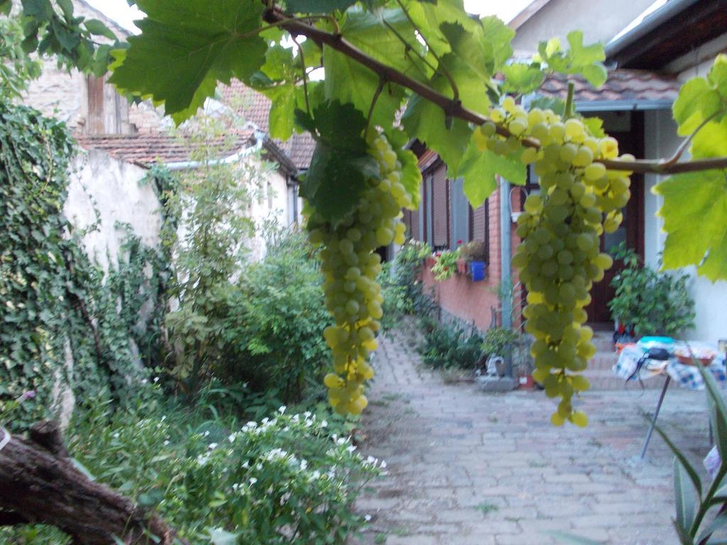 Sobe Gajic Sremski Karlovci Esterno foto